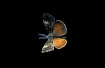 Douglas fir tussock moth flying at night {Orgyia pseudotsugata} Oregon, USA