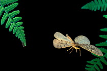 Spanworm moth {Geometridae, possibly Erannis tiliaria} flying at night, Oregon, USA
