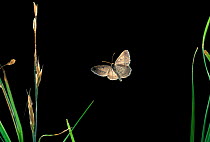 Spanworm moth {Geometridae, possibly Hesperumia latipennis} flying at night, Washington, USA