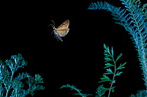 {Geometridae} spanworm moth flying at night, Oregon, USA