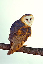 Barn owl {Tyto alba} captive, USA