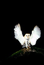 Barn owl {Tyto alba} landing on branch at night. Oregon, USA