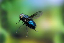 Blowfly in flight {Calliphoridae} Oregon, USA
