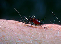 Female Mosquito {Culicidae} biting human arm, note red blood seen through abdomen, USA