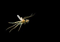 Male Mosquito {Culicidae} in flight, Oregon, USA. Digitally manipulated