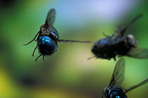Blowflies in flight {Calliphoridae} Oregon, USA