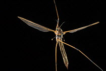 Crane fly {Tipula sp} flying at night, note one leg missing, Oregon, USA