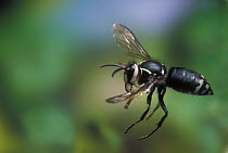 Bald faced hornet {Dolicho- vespula maculata} in flight, Oregon, USA
