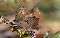 Meadow brown butterflies mating {Maniola jurtina} UK