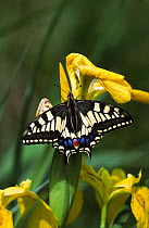 Swallowtail butterfly {Papilio machaon} on Flag iris, Norfolk, England.