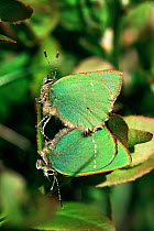 Green hairstreak butterflies mating {Callophrys rubi} UK.