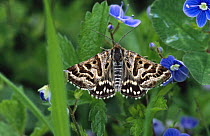 Mother shipton moth {Callistege mi} Europe