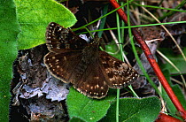 Dingy skipper butterfly {Erynnis tages} Norfolk, England