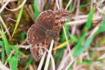 Dingy skipper butterfly {Erynnis tages} Yorkshire, UK.