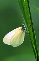 Wood white butterfly female {Leptidea sinapis} England