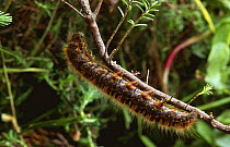 Northern Oak eggar moth caterpillar {Lasiocampa quercus callunae} Derbyshire, UK