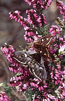Small emperor moth pair on heather {Saturnia pavonia} UK
