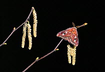 Small emperor moth male on catkins {Saturnia pavonia} UK.