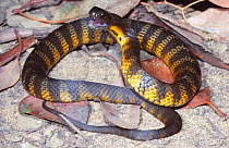 Female sub adult Eastern / Mainland tiger snake in strike pose {Notechis scutatus} Ararat, Victoria.