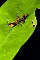Assassin bug (Reduviidae) nymph preys on Click beetle, Guyana