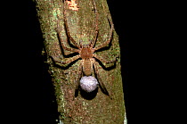 Spider carrying eggcase on abdomen, Amazonia, Peru
