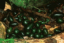 Nest of Giant pill millipedes rolled up {Sphaerotherium sp} Madagascar