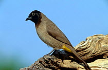 Yellow vented bulbul {Pycnontus xanthopygos} Muscat, Oman
