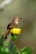 Long billed thrasher {Toxostoma longirostre} on prickly pear cactus, Rio Grande Valley, Texas