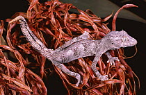Northern spiny tailed gecko {Diplodactylus / Strophurus ciliaris abberans} male, Western Australia