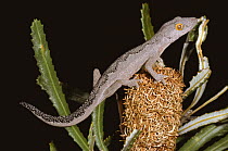 Soft spiny tailed gecko {Diplodactylus / Strophurus s spiningerus} endemic, Western Australia