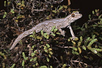 Southern spiny tailed gecko {Diplodactylus / Strophurusintermedius} South Australia