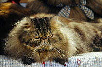Pure bred Persian cat (Felis catus) USA