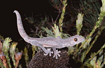 Southern spiny tailed gecko {Strophurus / Diplodactylus intermedius} female, Victoria, Australia