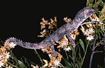 Northern spiny tailed gecko {Diplodactylus / Strophurus ciliaris abberans} Western Australia