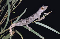 Northern spiny tailed gecko {Strophurus / Diplodactylus ciliaris abberans} Western Australia