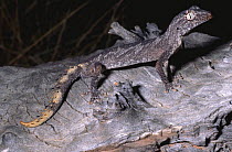 Northern spiny tailed gecko {Diplodactylus / Strophurus ciliaris ciliaris} NT, Australia