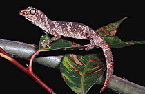 Northern spiny tailed gecko {Strophurus / Diplodactylus ciliaris ciliaris} male, Northern Territory, Australia