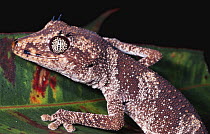 Northern spiny tailed gecko {Strophurus / Diplodactylus ciliaris} male, Northern Territory, Australia