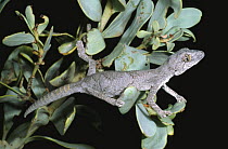 Western spiny tailed gecko {Diplodactylus / Strophurus strophurus} Western Australia