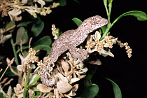 Western spiny tailed gecko {Strophurus / Diplodactylus strophurus} Western Australia.