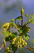 Spanish maple in flower (Acer opalus granatense) Alicante, Spain