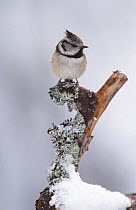 Crested Tit {Lophophanes cristatus} perched on snow covered branch, Inverness-shire, Scotland