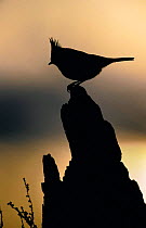 Crested Tit {Lophophanes cristatus} silhouetted against evening sky, Strathspey, Scotland