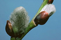 Female Willow Catkins {Salix sp.} UK