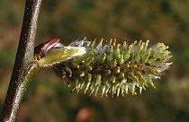 Female Willow catkins {Salix sp} UK