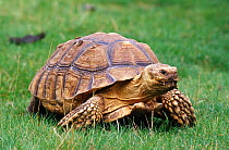 Spurred tortoise portrait {Geochelone sulcata} captive occurs Africa