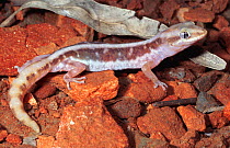 Gecko (Lucasium immaculatus) female, Queensland, Australia