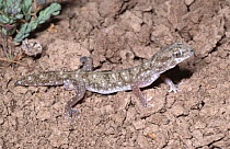 Tesselated gecko {Diplodactylus tesselatus} male, New South Wales, Australia