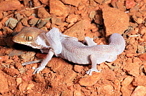 Tesselated gecko shedding skin {Diplodactylus tesselatus} Queensland, Australia.