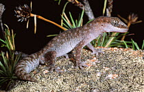 Speckled stone gecko (Diplodactylus lateroides) Western Australia